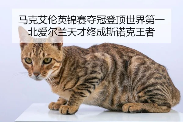 ma-ke-ai-lun-ying-jin-sai-duo-guan-deng-ding-shi-jie-di-yi-bei-ai-er-lan-tian-cai-zhong-cheng-si-nuo-ke-wang-zhe-2-422.jpg